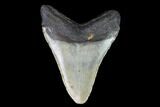 Fossil Megalodon Tooth - North Carolina #101246-2